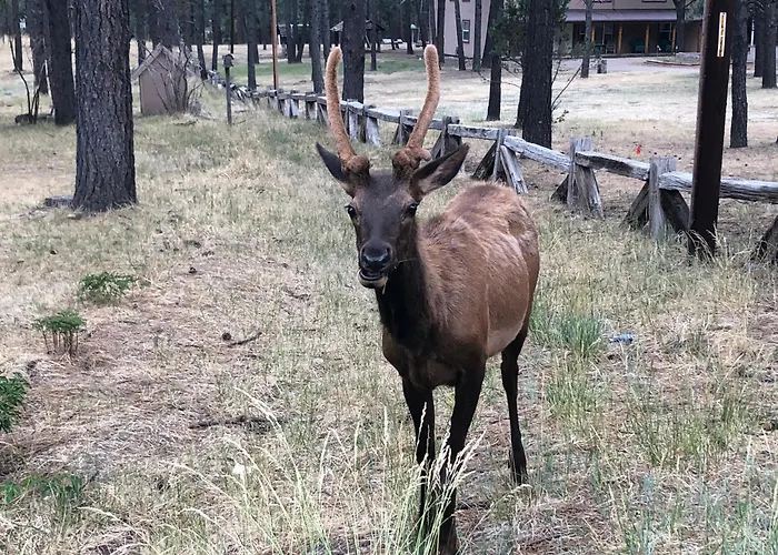 Deer Meadows: Adorable, Centrally Located Ruidoso Cabin With Private Hot Tub!
